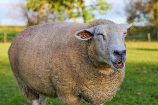 Content sheep with closed eyes and open mouth appears to be bleating or yawning in a vibrant green field under bright sunlight. Peaceful farm animal portrait.