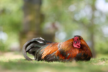 Relaxed rooster with striking red and orange feathers rests on vibrant green grass, its colorful plumage standing out against a soft, blurred natural background. © erwin
