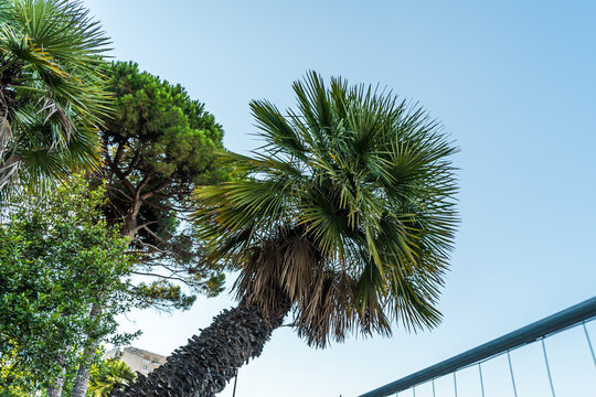 Palm tree canopy viewed from below against clear blue sky, with Italian stone pine and lush green foliage in sunny Mediterranean outdoor setting