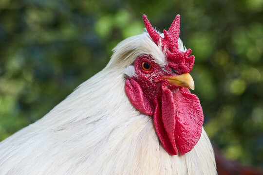 Close-up of a majestic white rooster with a vibrant red comb and wattle, looking alert against a soft green bokeh background. Focus on its striking features.