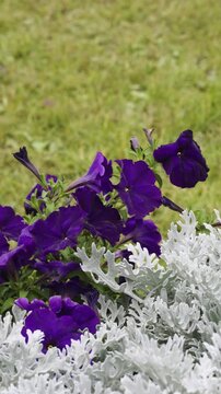 Purple Flowers and Silver Dusty Miller Swaying in Wind with Blurred Green Grass, Vertical 4K