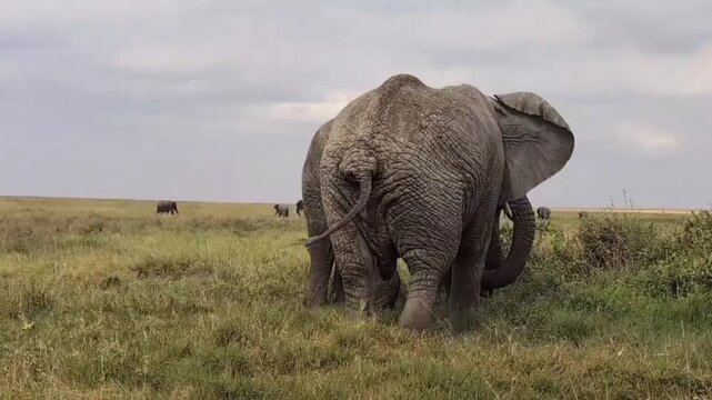elephant in the savannah