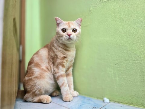 Scottish Fold Cat Curiosity: A charming Scottish Fold cat with distinctive folded ears and wide, curious eyes sits attentively next to a light green wall, its tabby coat a mix of cream and orange.