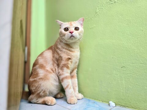 Ginger cat with striking amber eyes, sitting calmly on a tiled floor next to a pastel green wall, looking up with curiosity.