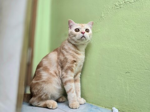 Curious Feline Gazes Upward: A charming ginger tabby cat with striking eyes sits attentively beside a light green wall, its gaze fixed upwards with an air of intrigue.
