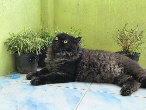 Fluffy Black Cat Lounging: A majestic long-haired black cat with striking yellow eyes rests regally on a tiled floor, surrounded by potted plants, looking up with curiosity and poise.