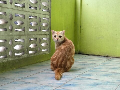 A Curious Ginger Cat with Striped Fur: A ginger cat with striking stripes and wide, innocent eyes looks back over its shoulder, perched on a tiled floor beside a lime green wall.