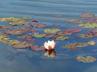 pink water lilies © LegusPic