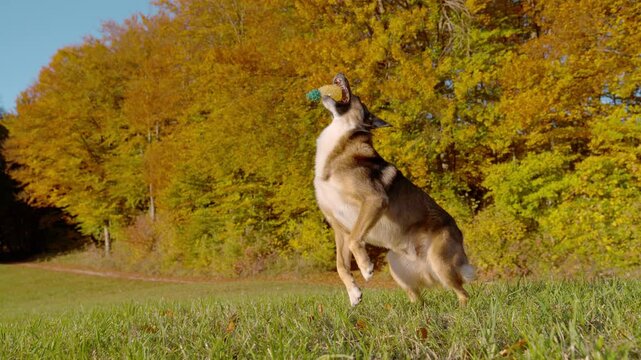 SLOW MOTION: Brown shepherd dog springs up from a sitting position to catch a flying rubber pineapple toy. Playful moment unfolds in a sunny autumn meadow with vivid golden trees and fresh green grass