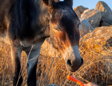 A Greek donkey on Mykonos Island in Greece at sunset