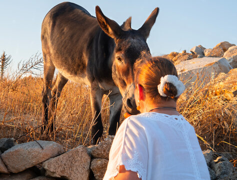 Mykonos, Greece. August 8, 2026. Tourists feed a donkey carrots on Mykonos Island, Greece, at sunset.