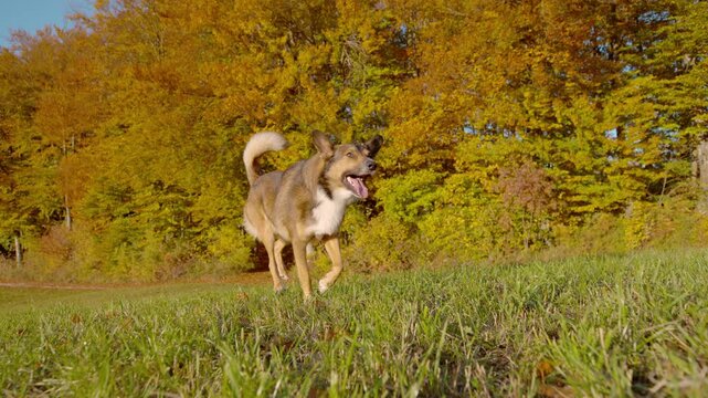 SLOW MOTION: Brown shepherd mix runs across a grassy meadow framed by brilliant fall foliage, with its tongue out and tail raised. Playful energy, off leash freedom and lively autumn walk in nature.