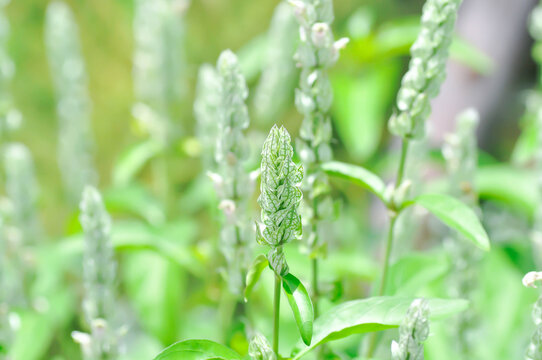ACANTHACEAE or Justicia betonica L or Squirrels tail or White shrimp plant or white and green flower