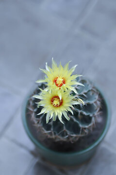 Thelocactus setispinus or Ferocactus hamatacanthus , Miniature Barrel Cactus flower or yellow flower or cactus flower