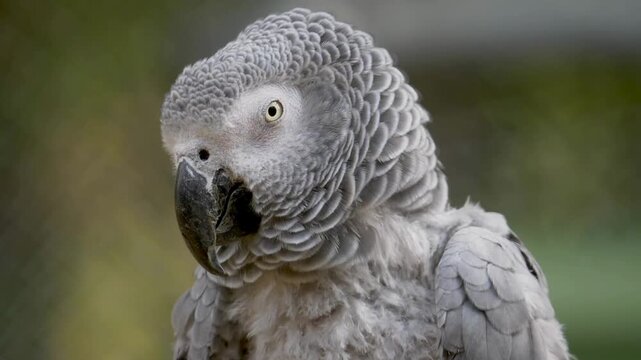 African grey parrot close up head profile looking around outdoor garden setting cinematic wildlife footage.