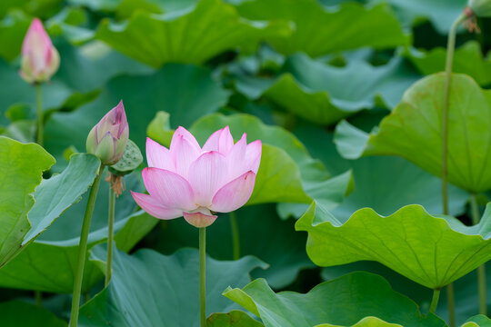 Close up of pink lotus flower blooming with large lotus leaves in summer pond natural background