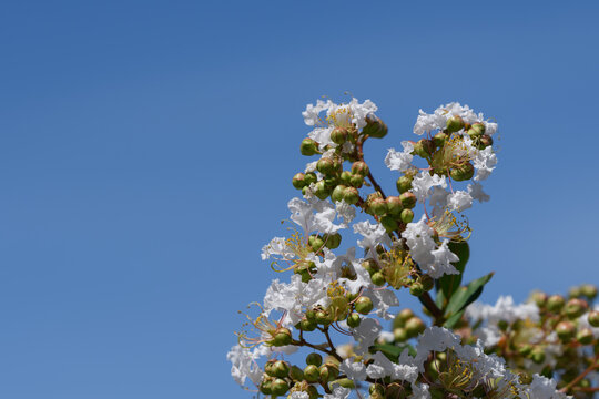 Close up of white crape myrtle flowers and buds blooming against vibrant blue sky background in summer
