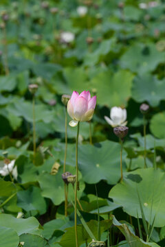 Soft pink lotus flower bud standing gracefully in summer pond with green lotus leaves natural background