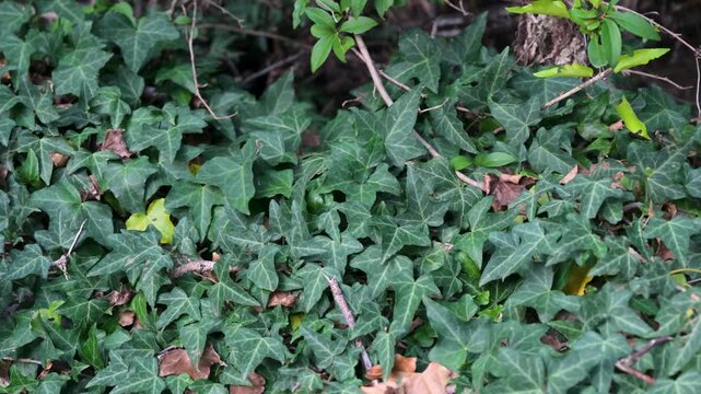 English ivy climbing and creeping on a wall. Hedera helix evergreen vine with dark green leaves.