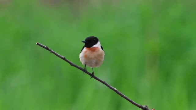 Male Siberian Stonechat Facing Forward on Twig