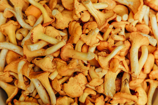 Close-up of a plentiful pile of fresh golden chanterelle mushrooms, showing curved caps, ridged undersides, stems, and warm yellow-orange tones
