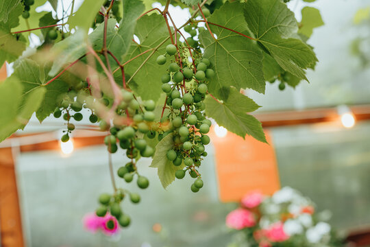 Cluster of unripe green grapes hanging from a grapevine surrounded by fresh green leaves, capturing natural vineyard growth and summer agriculture