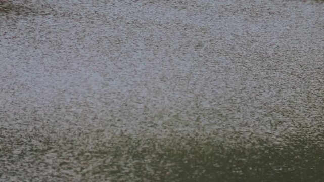 Macro View of Gentle Water Ripples and Surface Tension on a Peaceful Pond