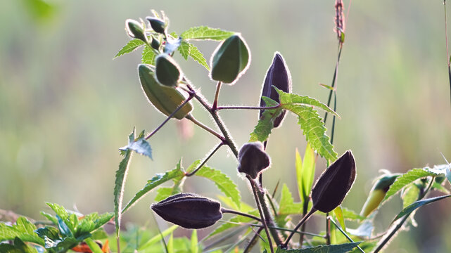 The developing fruit or seed capsule of the Abelmoschus moschatus plant, also known as musk mallow or kasturi bhindi.
