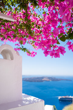 White architecture with blooming pink flowers in Santorini island, Greece. Blue sea and the blue sky in blurred background.