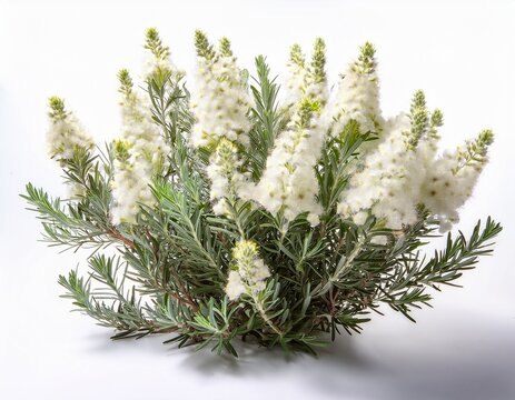 white flowering desert shrub a sagebrush plant or broom snakeweed with green foliage on white background