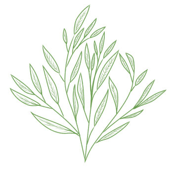 rosemary twig isolated