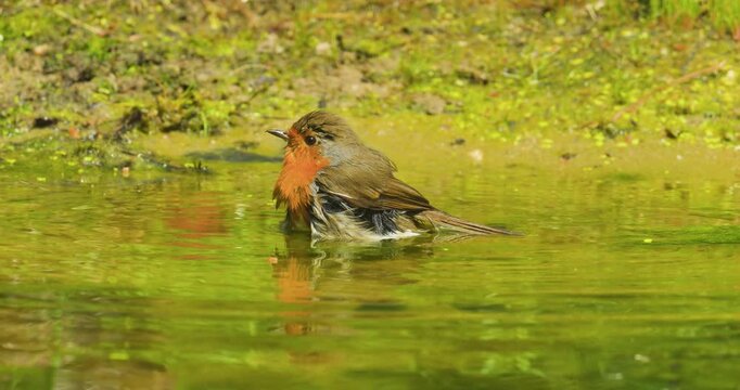 4K video; European robin (Erithacus rubecula) taking a bath in a puddle in a forest, eastern Netherlands