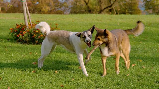 SLOW MOTION: Energetic mixed breed dogs play together with wooden stick on autumn lawn. Brown shepherd mix carries the branch while its white companion reaches for it. Lively moment of outdoor fun.