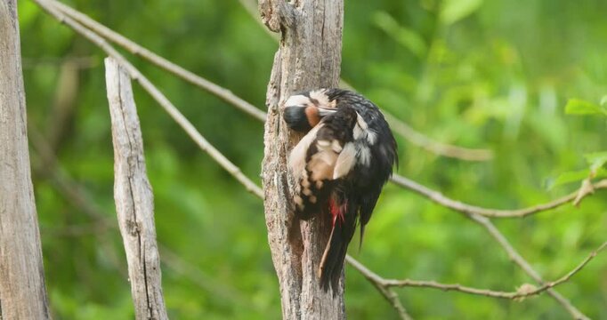 4K video; Great spotted woodpecker (Dendrocopos major); male grooming itself, eastern Netherlands