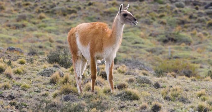 4K video: Wild Guanaco (Lama guanicoe) grazing in windy weather on a mountain slope in Torres del Paine National Park, Chile
