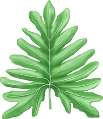 Hand Drawn Green Philodendron Leaf Illustration © dheodonnya