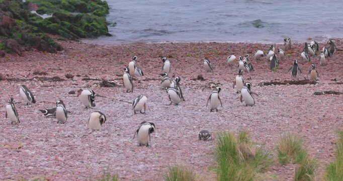 4K video; Group of Magellanic penguins (Spheniscus magellanicus) resting and grooming themselves on a pebble beach at the east coast of Argentina
