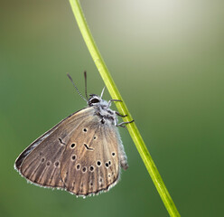 Motyl modraszek telejus siedzący na kwiatostanie krwiściągu lekarskiego o wschodzie słońca. © mycatherina