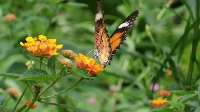 Close up of a Red Lacewing butterfly (Cethosia biblis) flying in and landing on orange Lantana flowers, walking and gently flapping its wings in a lush garden.