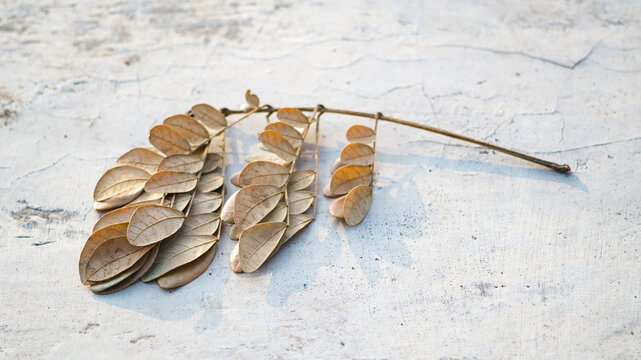 Dried leaves from the Trembesi tree (Samanea saman).