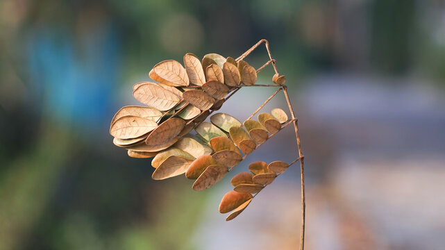 Dried leaves from the Trembesi tree (Samanea saman).