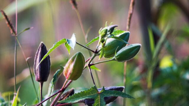 The developing fruit or seed capsule of the Abelmoschus moschatus plant, also known as musk mallow or kasturi bhindi.