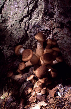 Amillaria ostoyae or  Dark Honey Fungus