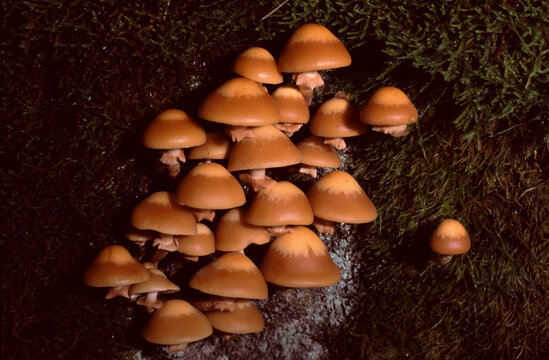 Kuehneromyces mutabilis or Sheathed Woodtuft
