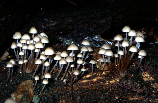 Mycena sp. bell capped mushroom