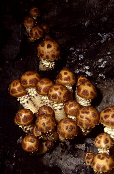 Pholiota adiposa or Chestnut Mushroom or Fat Pholiota