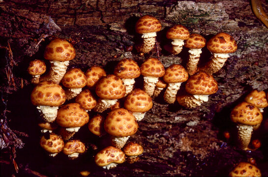 Pholiota adiposa or Chestnut Mushroom or Fat Pholiota