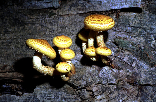 Pholiota adiposa or Chestnut Mushroom or Fat Pholiota