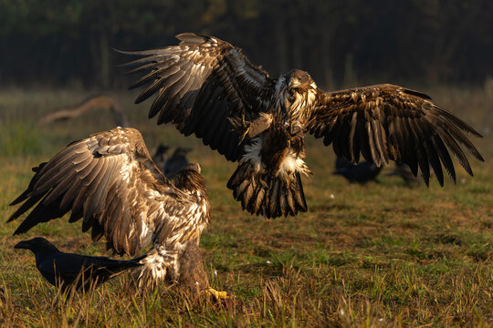 Eagle battle. White tailed eagles (Haliaeetus albicilla) fighting for food on a field in the forest in Poland