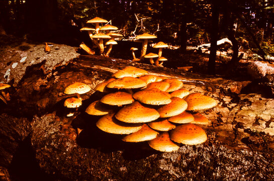 Pholiota adiposa or Chestnut Mushroom or Fat Pholiota